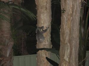Koala in my backyard