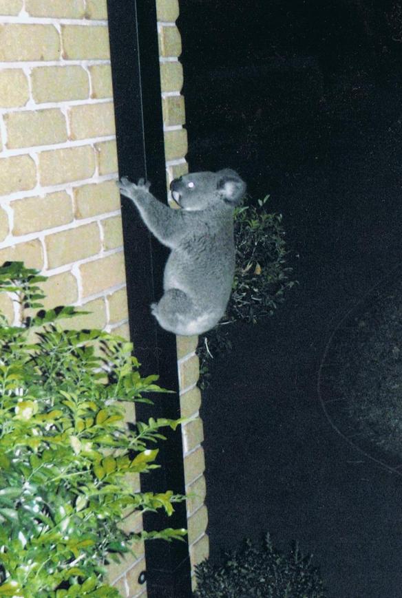 Koala up a drainpipe