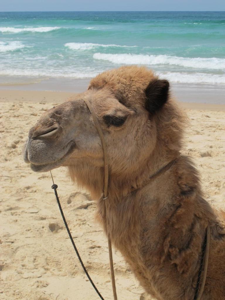 Camel rides on Lighthouse Beach