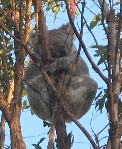 Koala, Australia