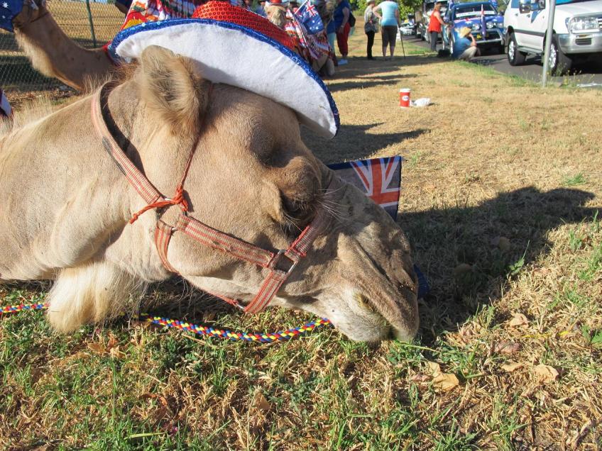 Love camels - cranky, smelly but kinda gorgeous anyway