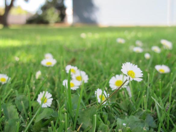 Pretty little flowers in the park at Cressy