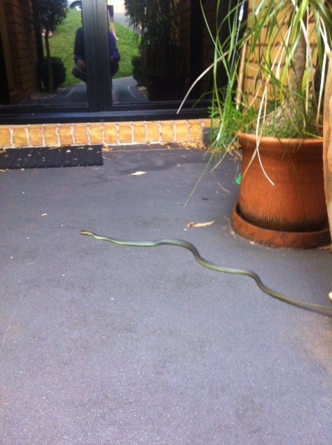 Snake! Tree snake - not poisonous but scared me!!