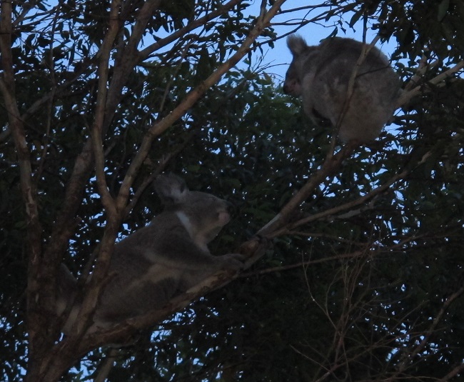 Hi, my name's Bruce... like to share a juicy gum tip or two?