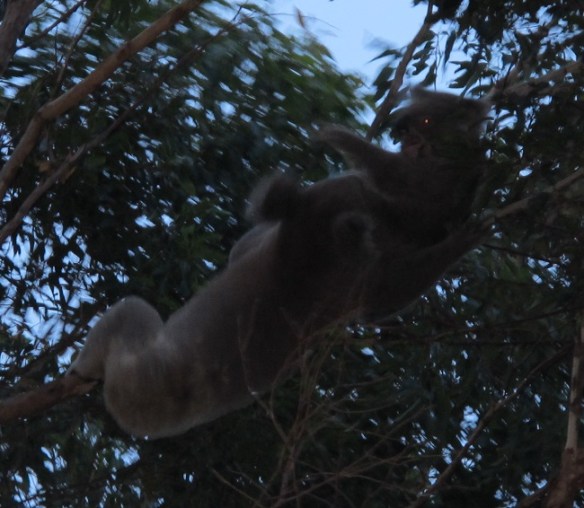 Not on your sweet Nellie - go try your sweet talk on some other sheila... 