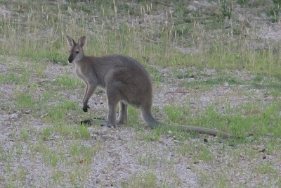 Cute Aussie critters