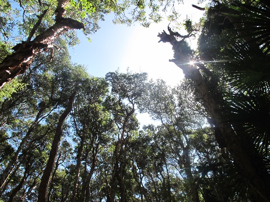 Lots and lots of very big trees!
