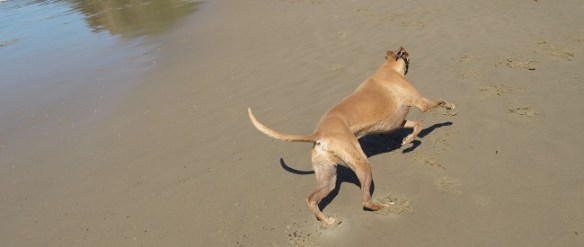 Banjo, an action shot