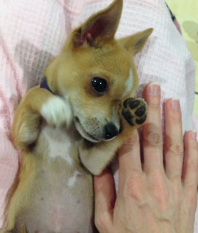 Midge - the new bubba. Yes that's a Chihuahua.