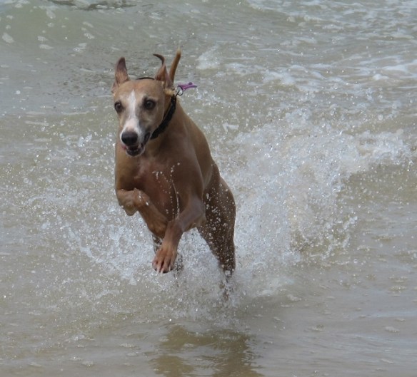 Banjo - my favourite water rat.