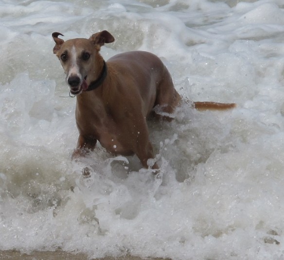 I love this shot, he's such a happy handsome hound