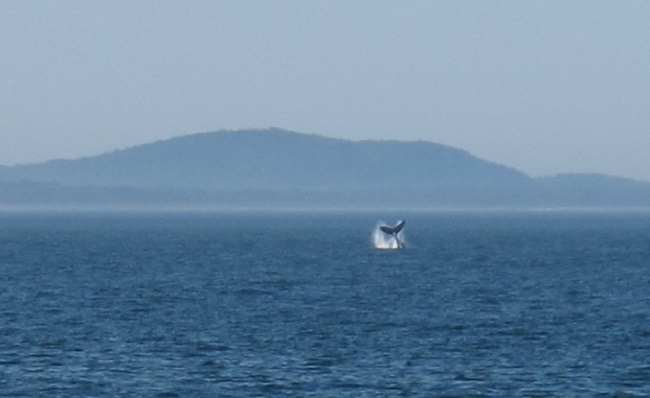 Whales frolicking in the summer heat