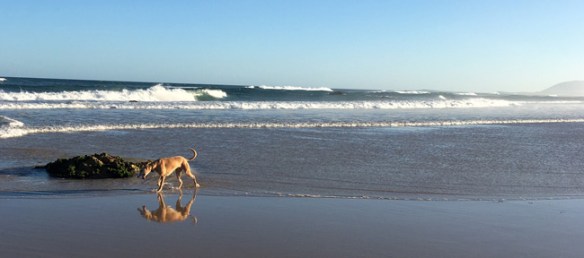 Sorry - Banjo can't sew.