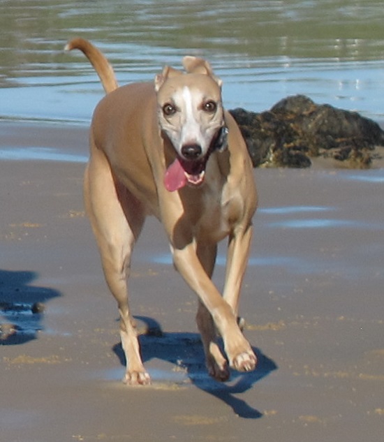 Banjo - same as always