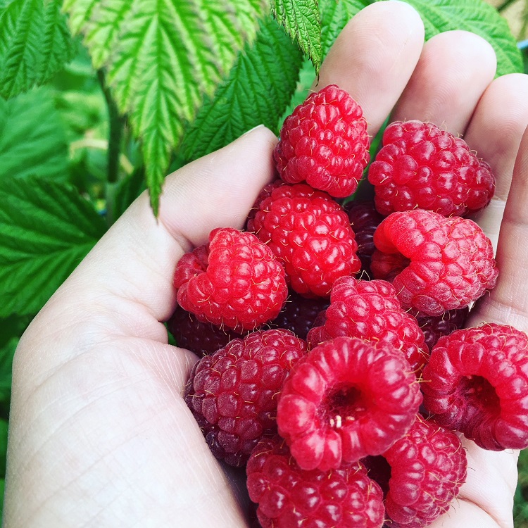 Raspberries in Tasmania, appreciating all those little insignificant moments that too often pass us by