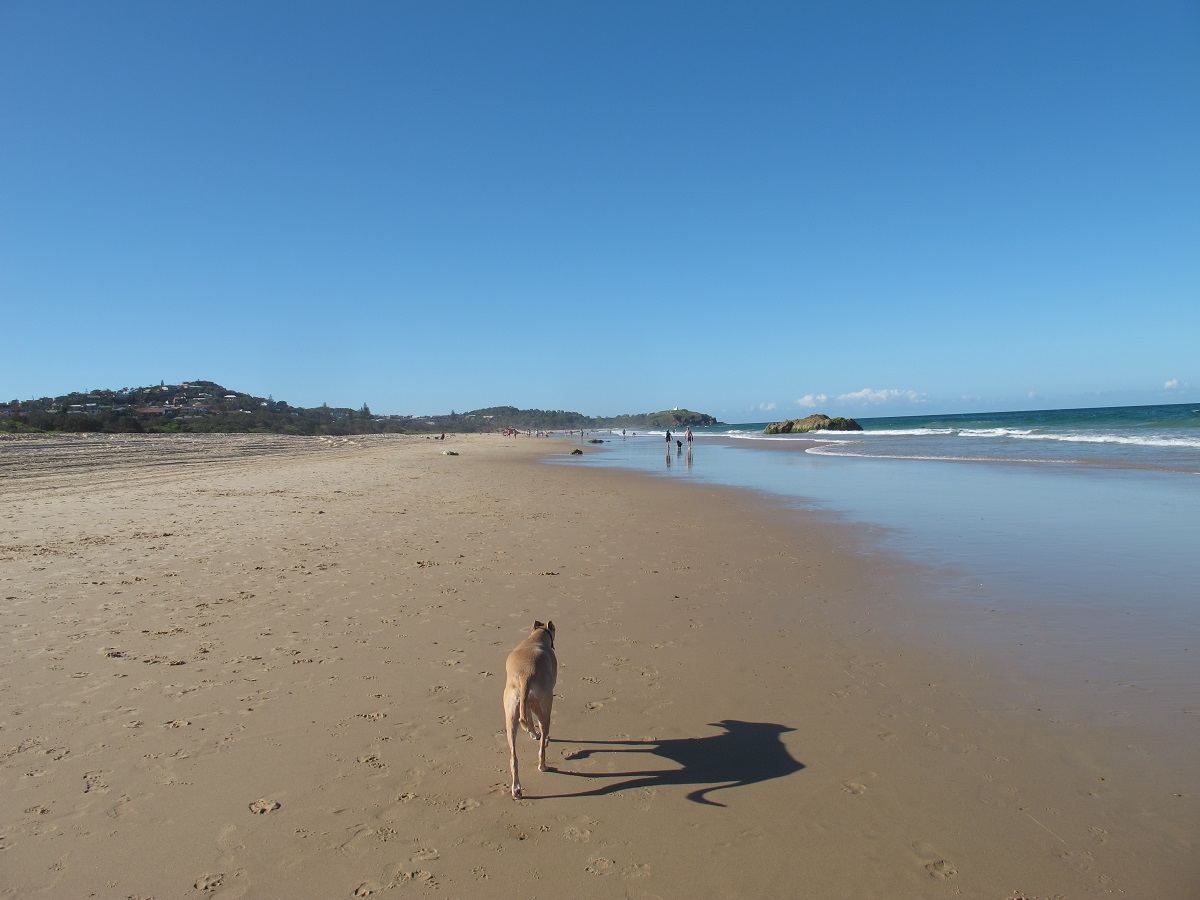 Banjo on the beach during COVID-19